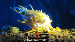 What kind of clam is this? by Bob Jeannetti 